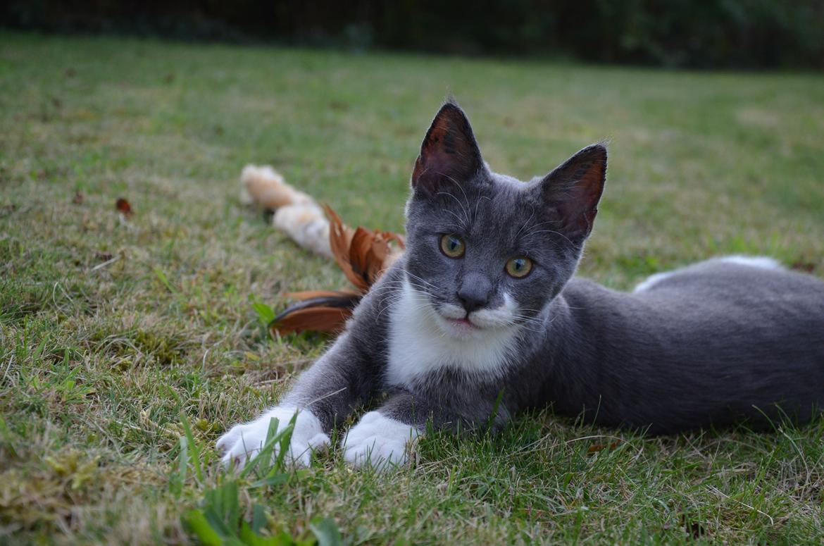 Huskat Hesselgaards Ash  (forsvundet)  billede 2