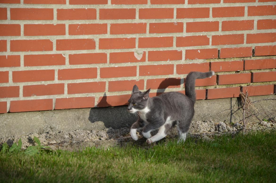 Huskat Hesselgaards Ash  (forsvundet)  billede 4