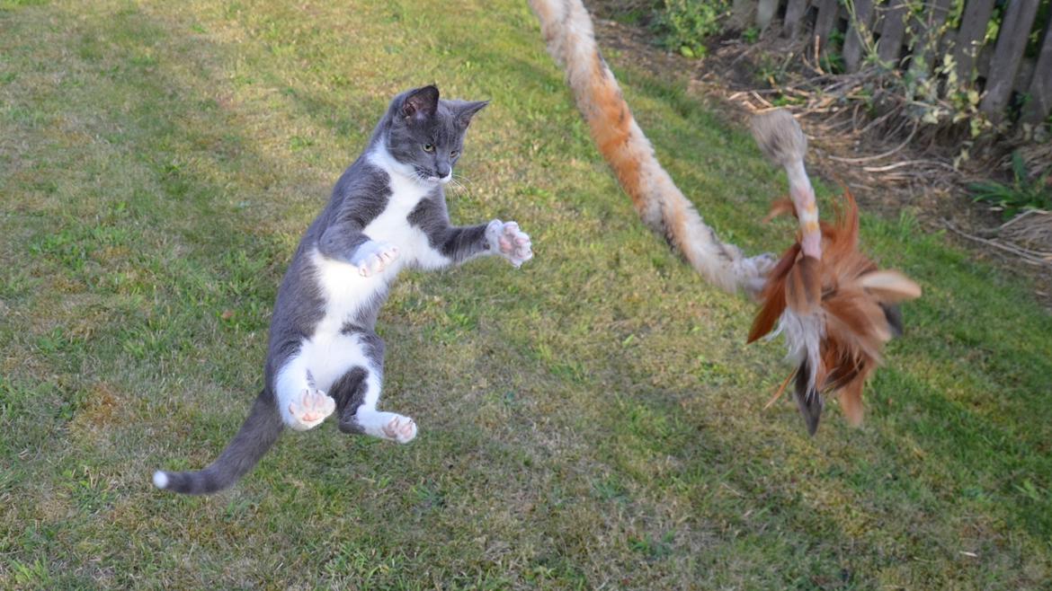 Huskat Hesselgaards Ash  (forsvundet)  billede 3