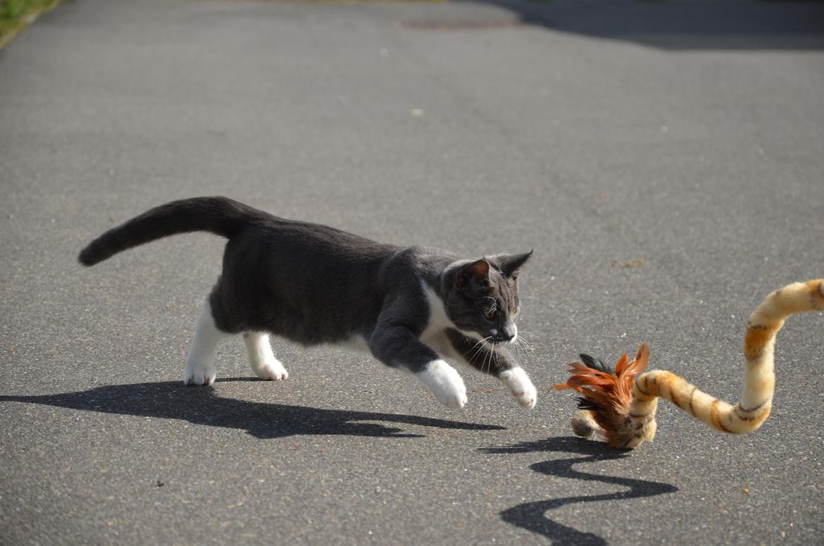 Huskat Hesselgaards Ash  (forsvundet)  billede 8