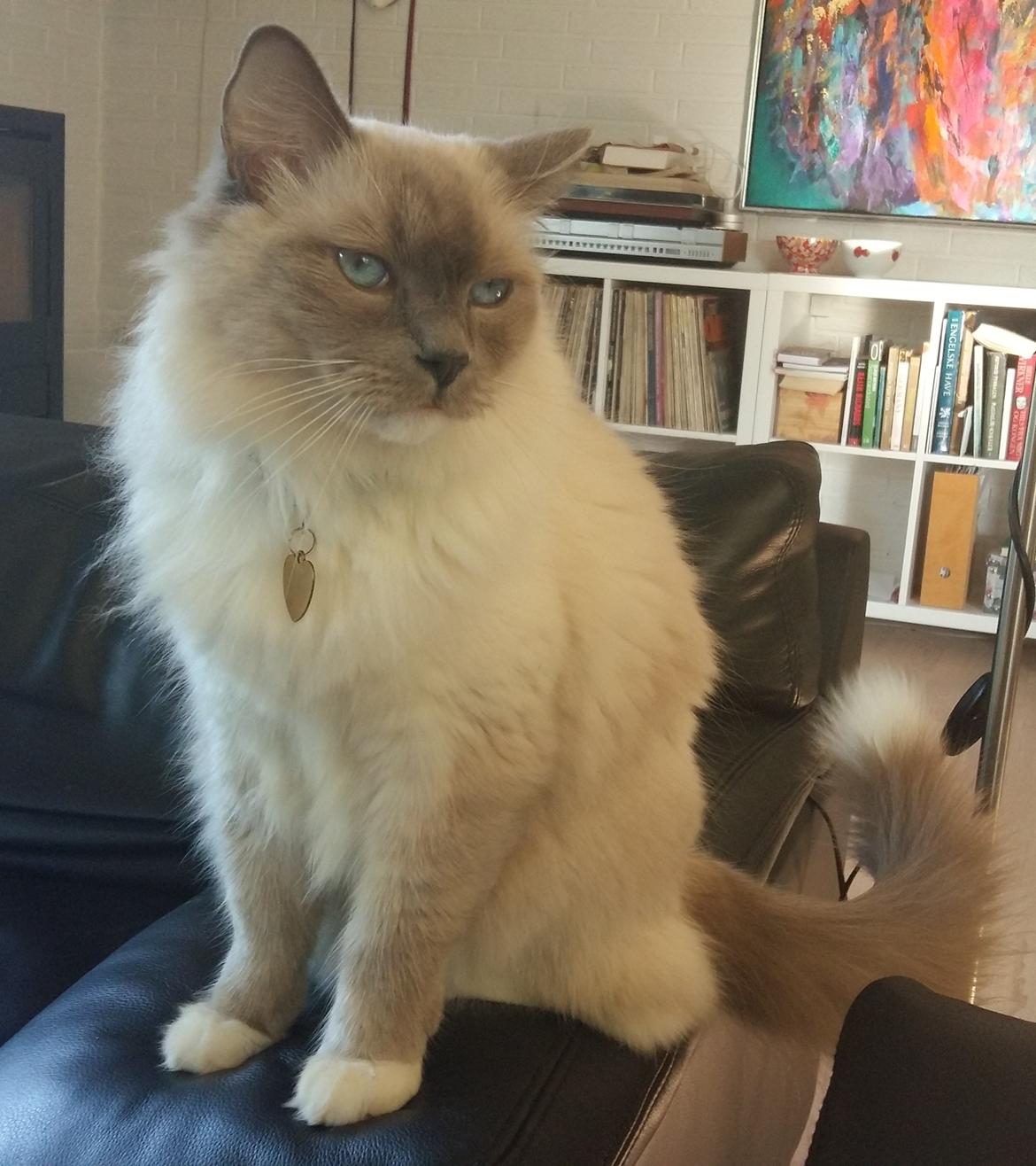 Ragdoll PEPE billede 1