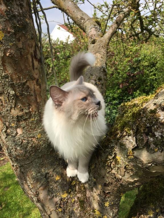 Ragdoll PEPE billede 2