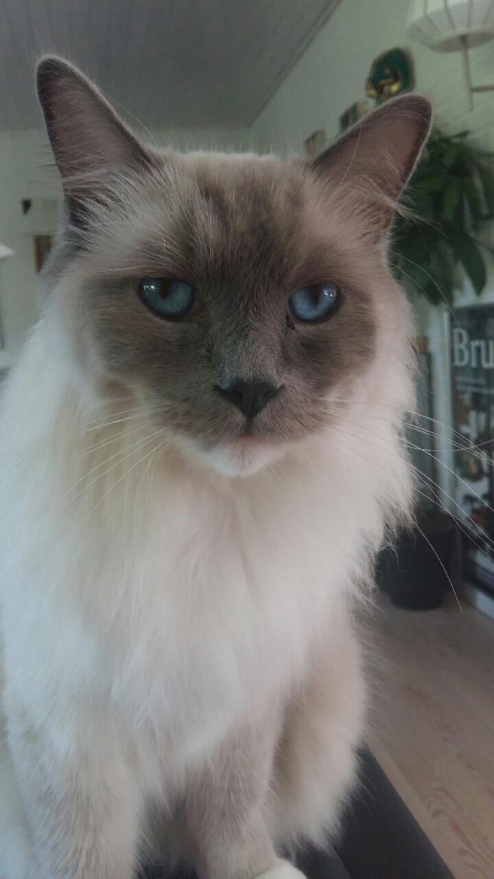 Ragdoll PEPE billede 3