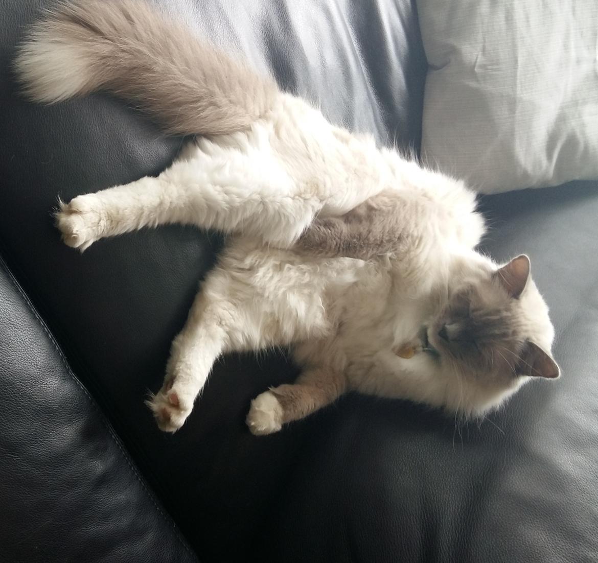 Ragdoll PEPE billede 4