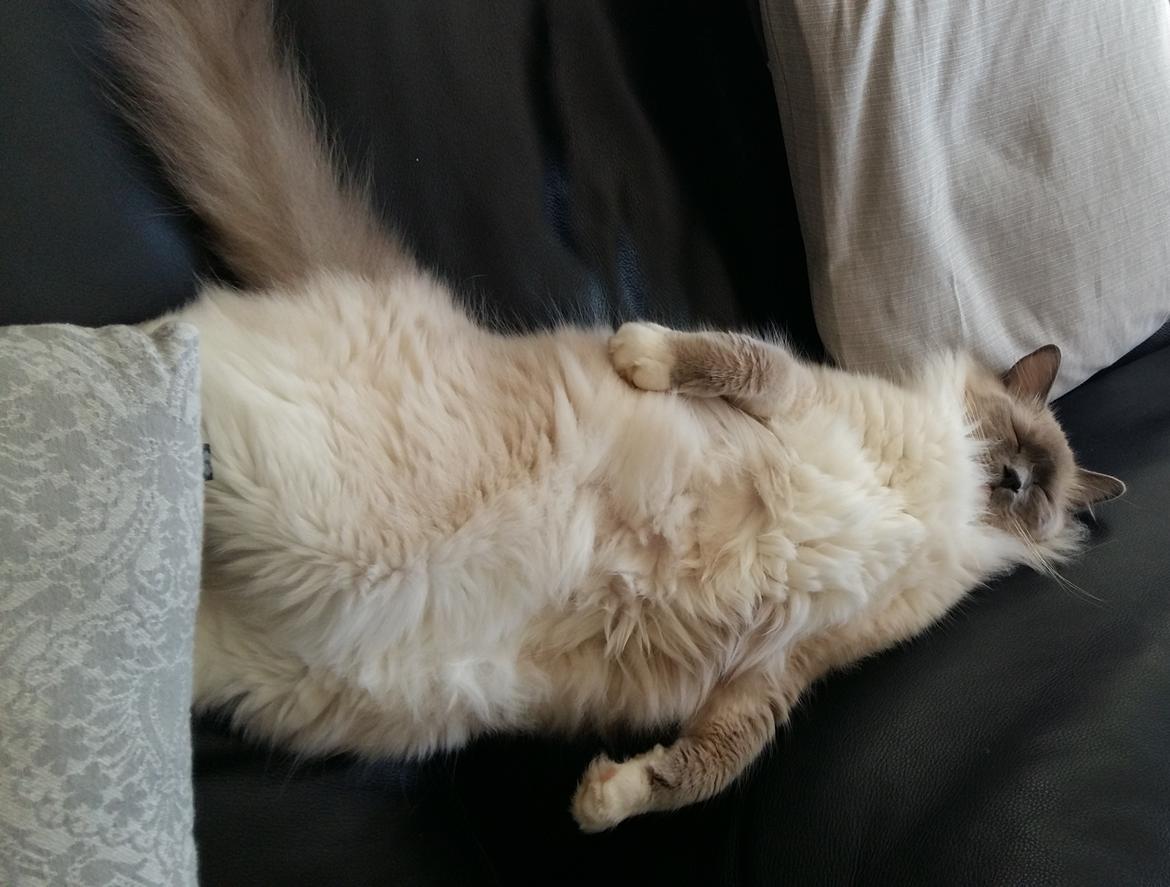 Ragdoll PEPE billede 5