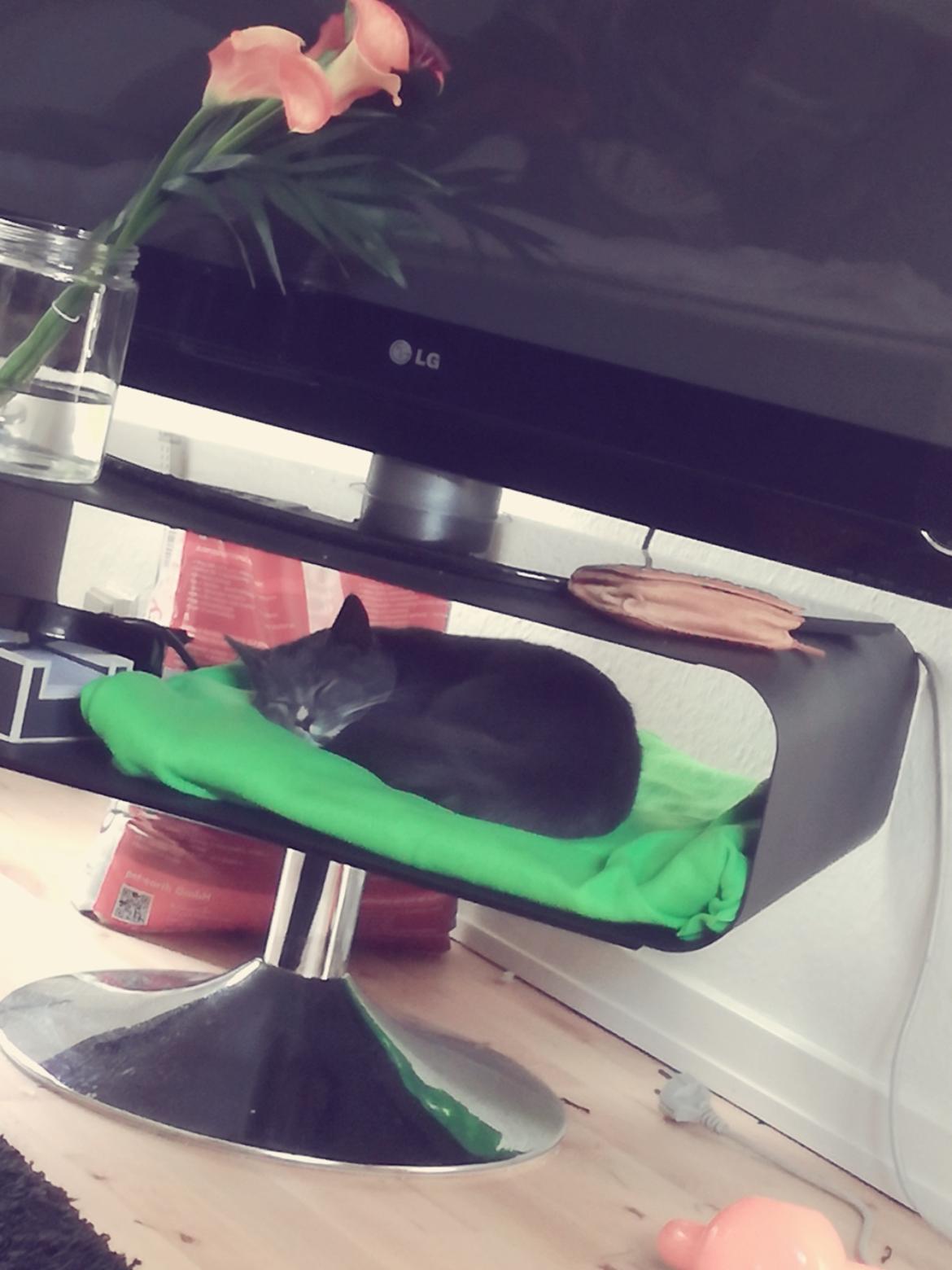 Blanding af racer Mufasa billede 23