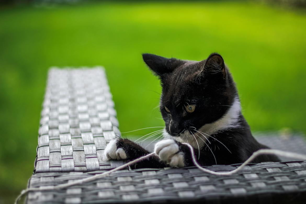 Huskat Scofield billede 4