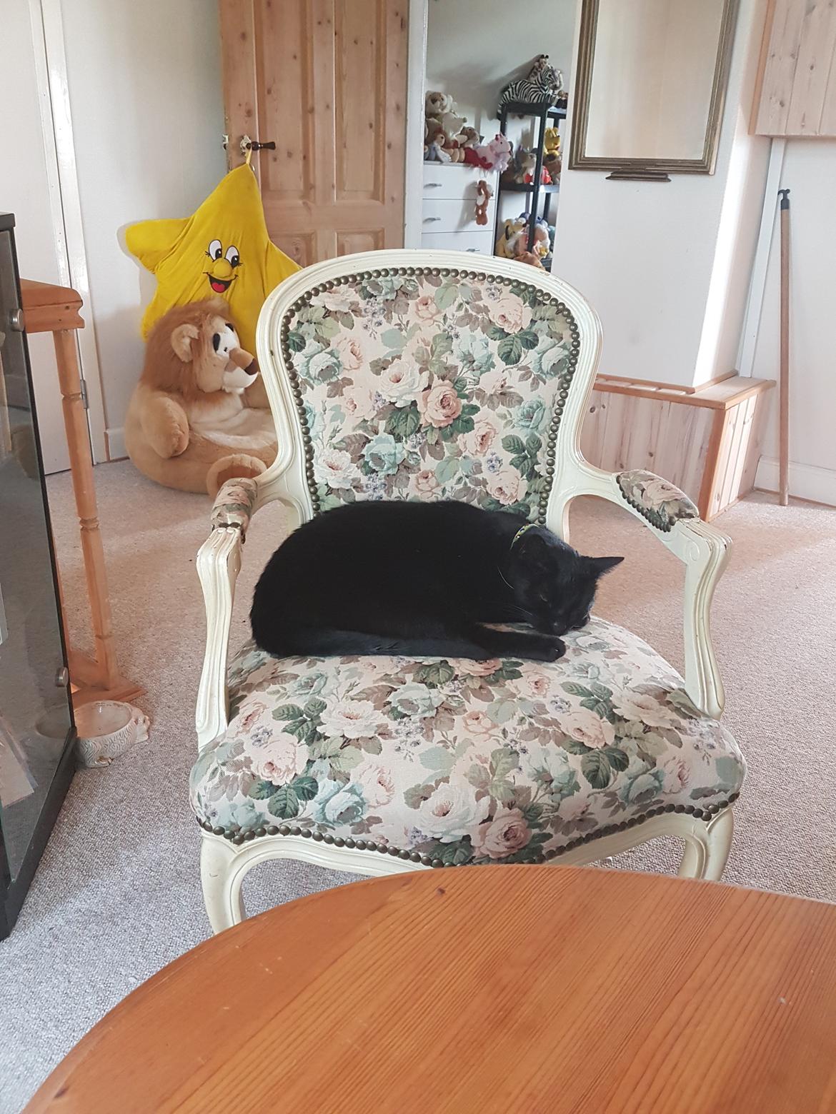 Huskat black jack ( hr jacks) billede 24