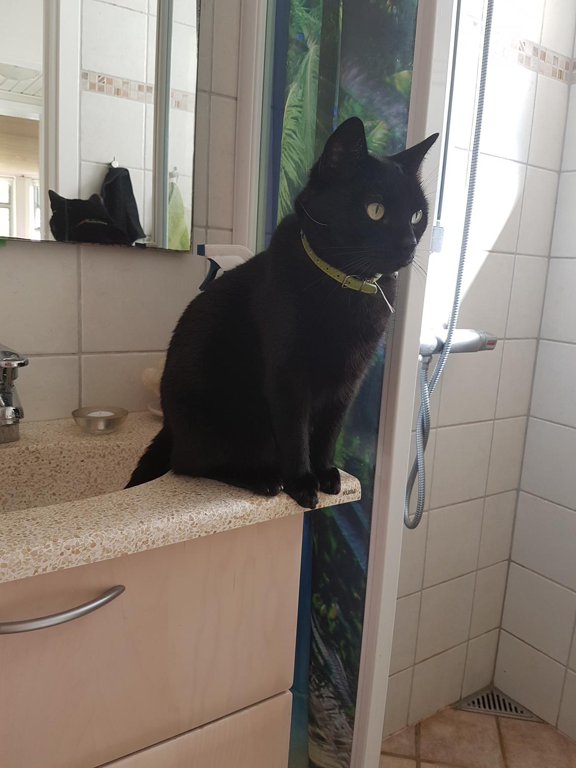 Huskat black jack ( hr jacks) billede 25