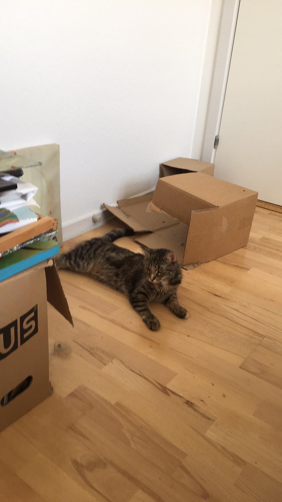 Blanding af racer Minnie   billede 6