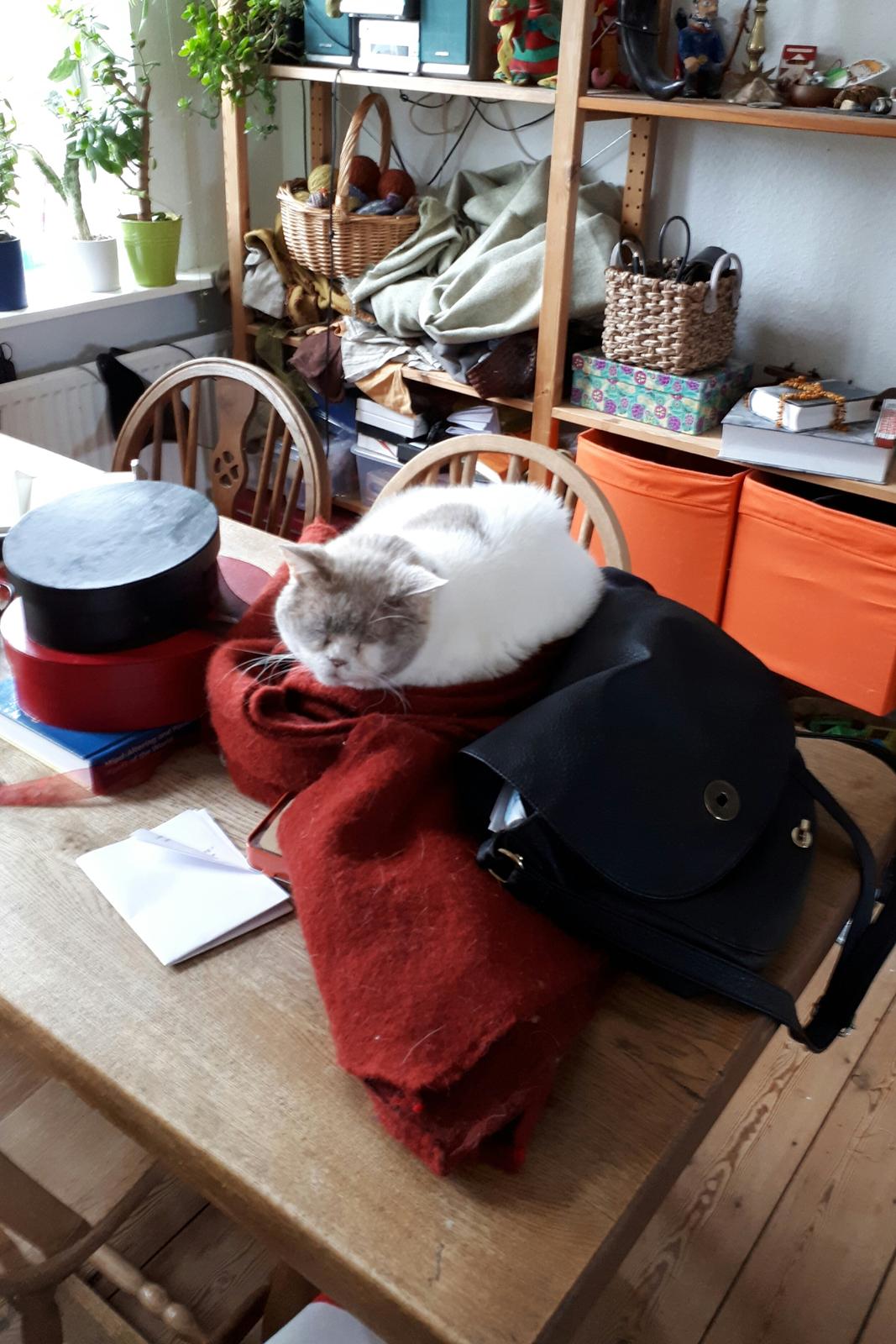 British Shorthair Trille billede 17