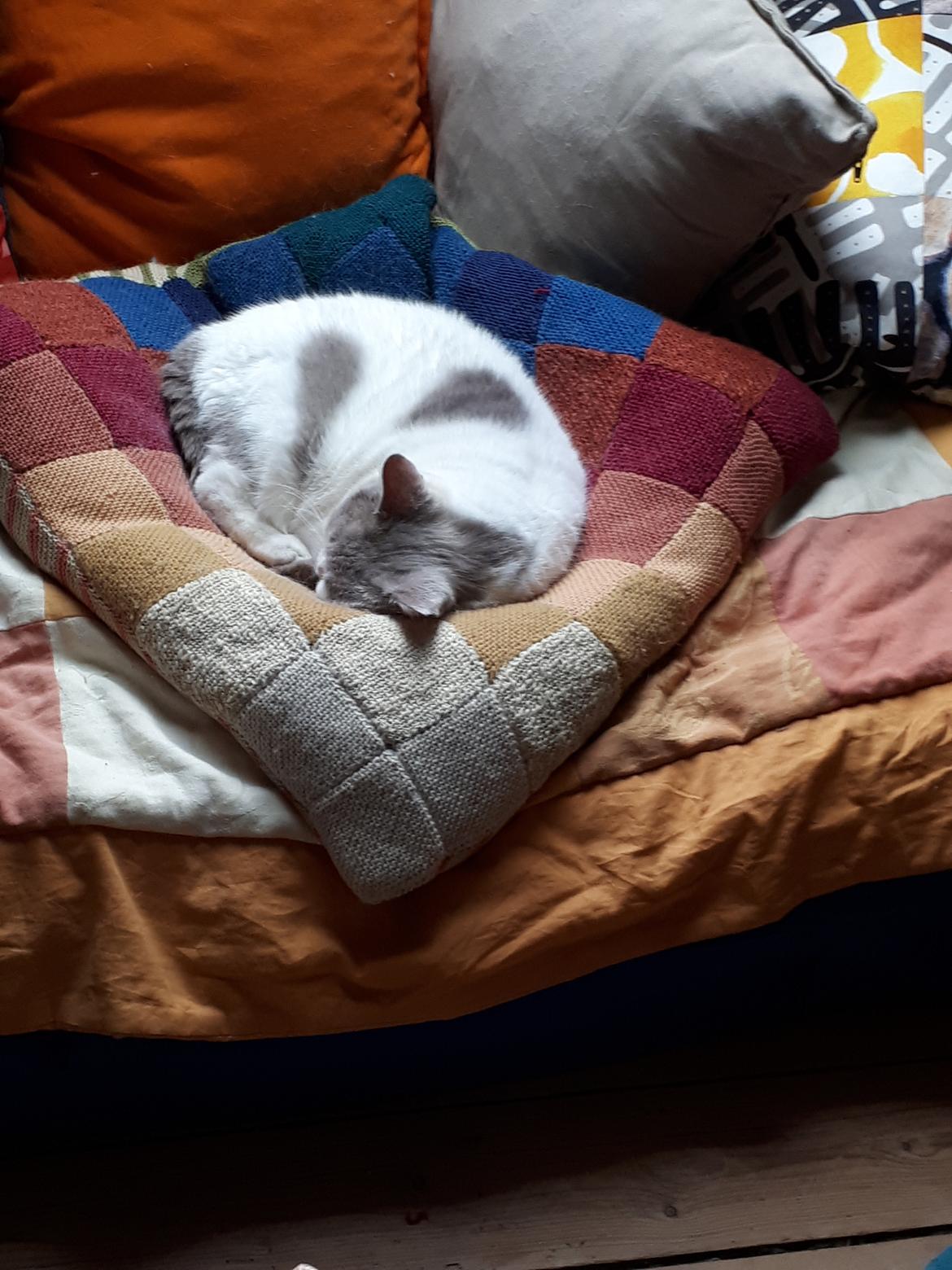 British Shorthair Trille billede 18