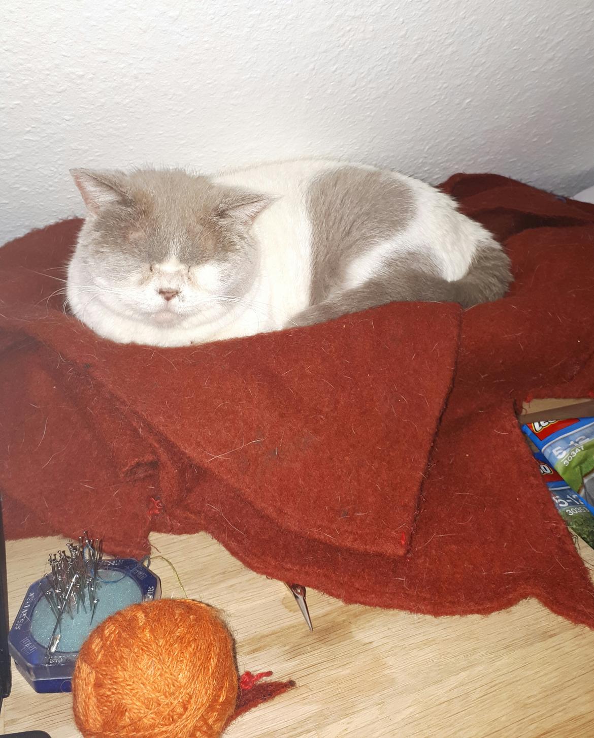 British Shorthair Trille billede 1