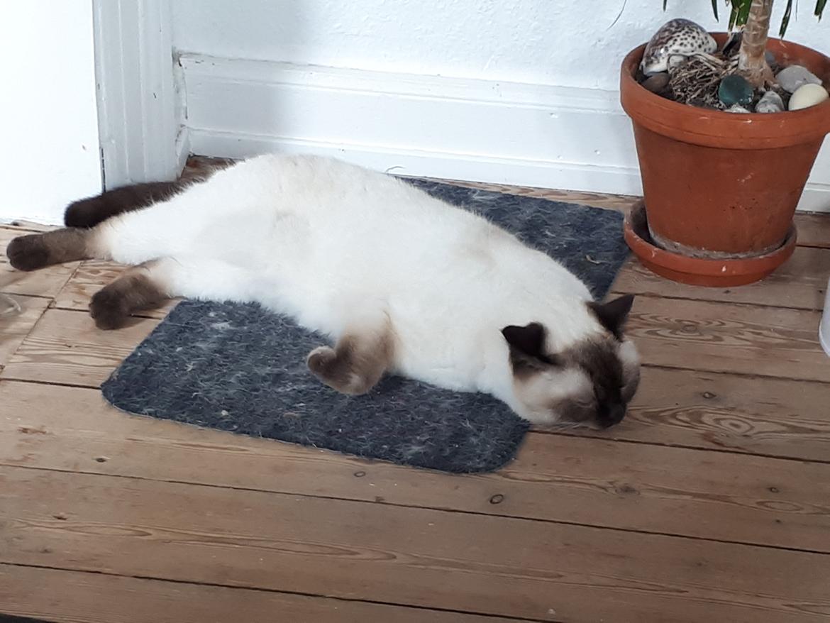 British Shorthair Cookie billede 3