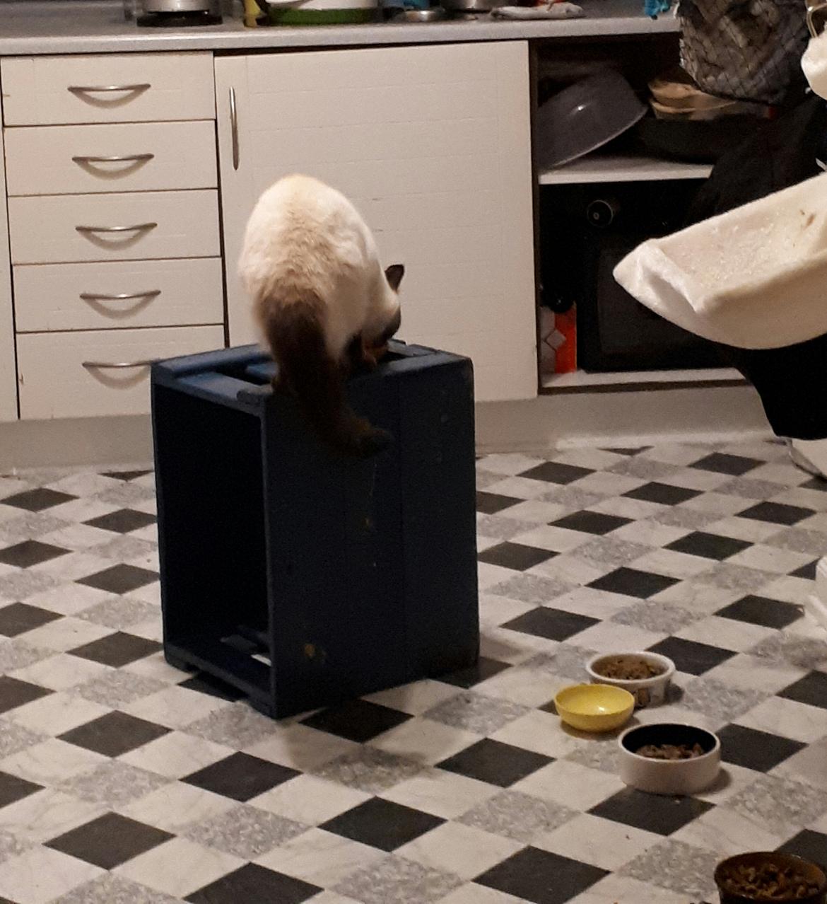 British Shorthair Cookie billede 2