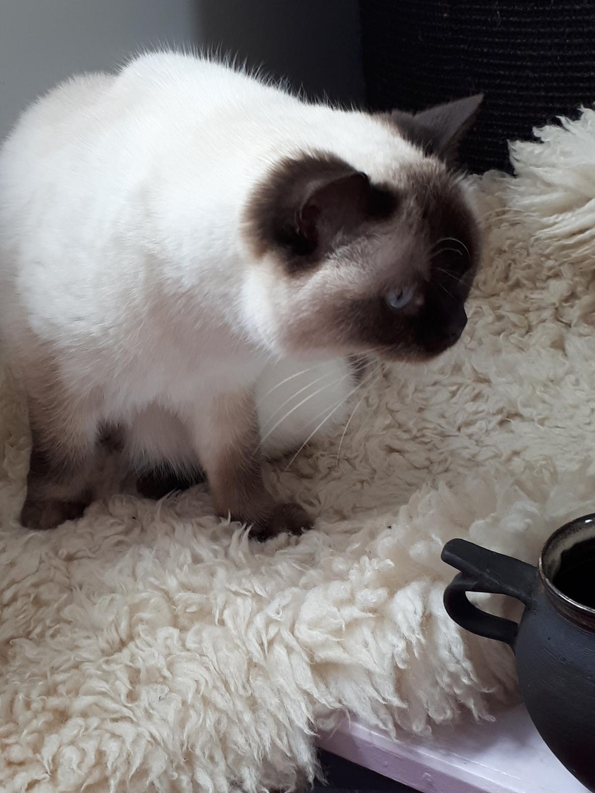 British Shorthair Cookie billede 4
