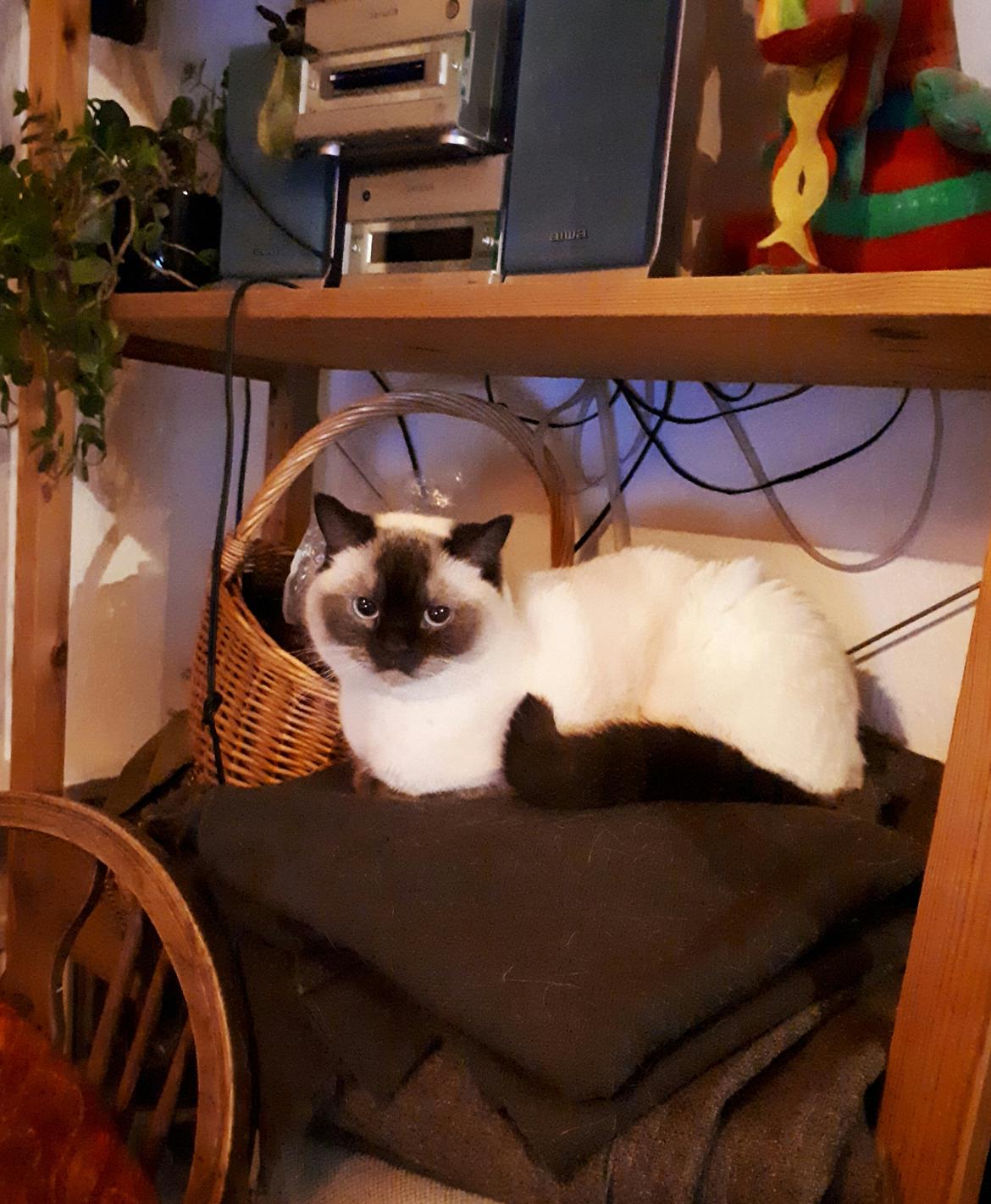 British Shorthair Cookie billede 1
