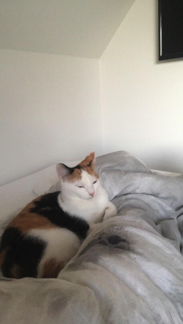 Huskat Gry billede 1