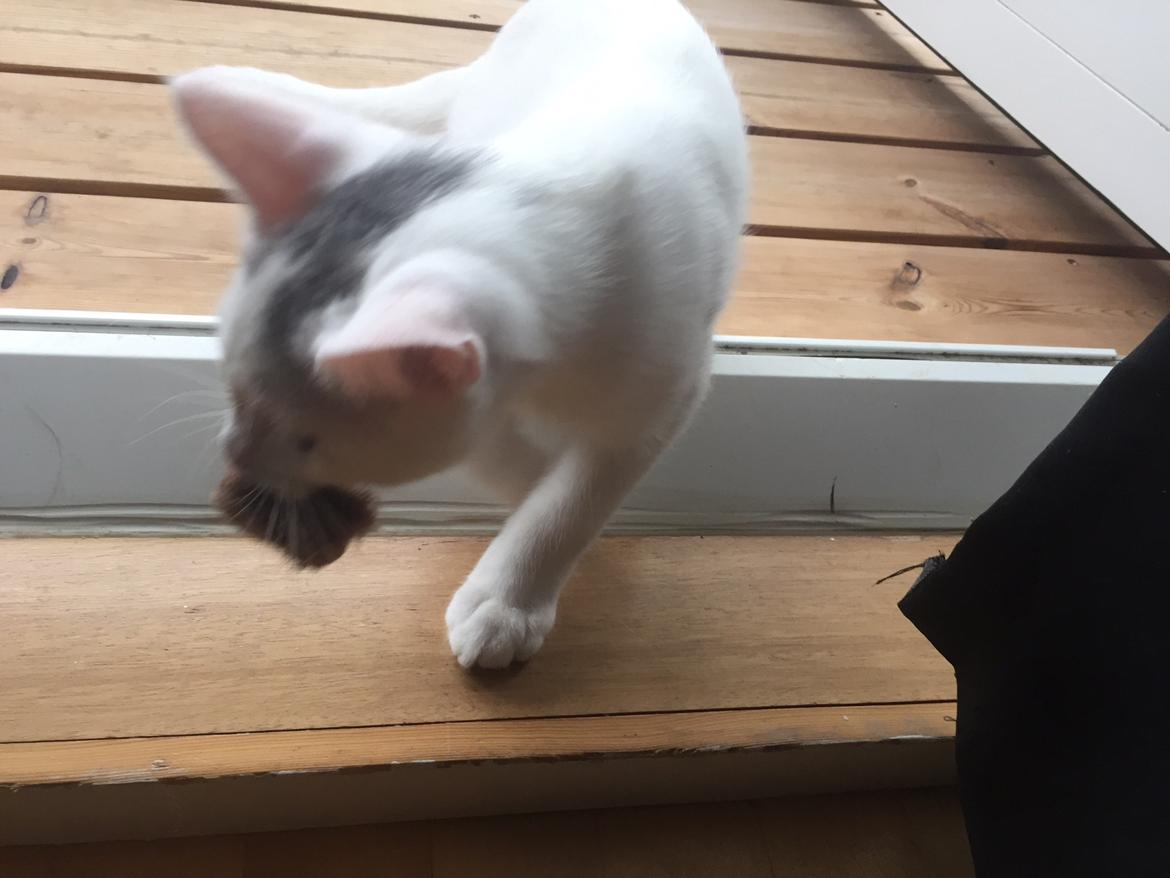 Huskat Vlad billede 2