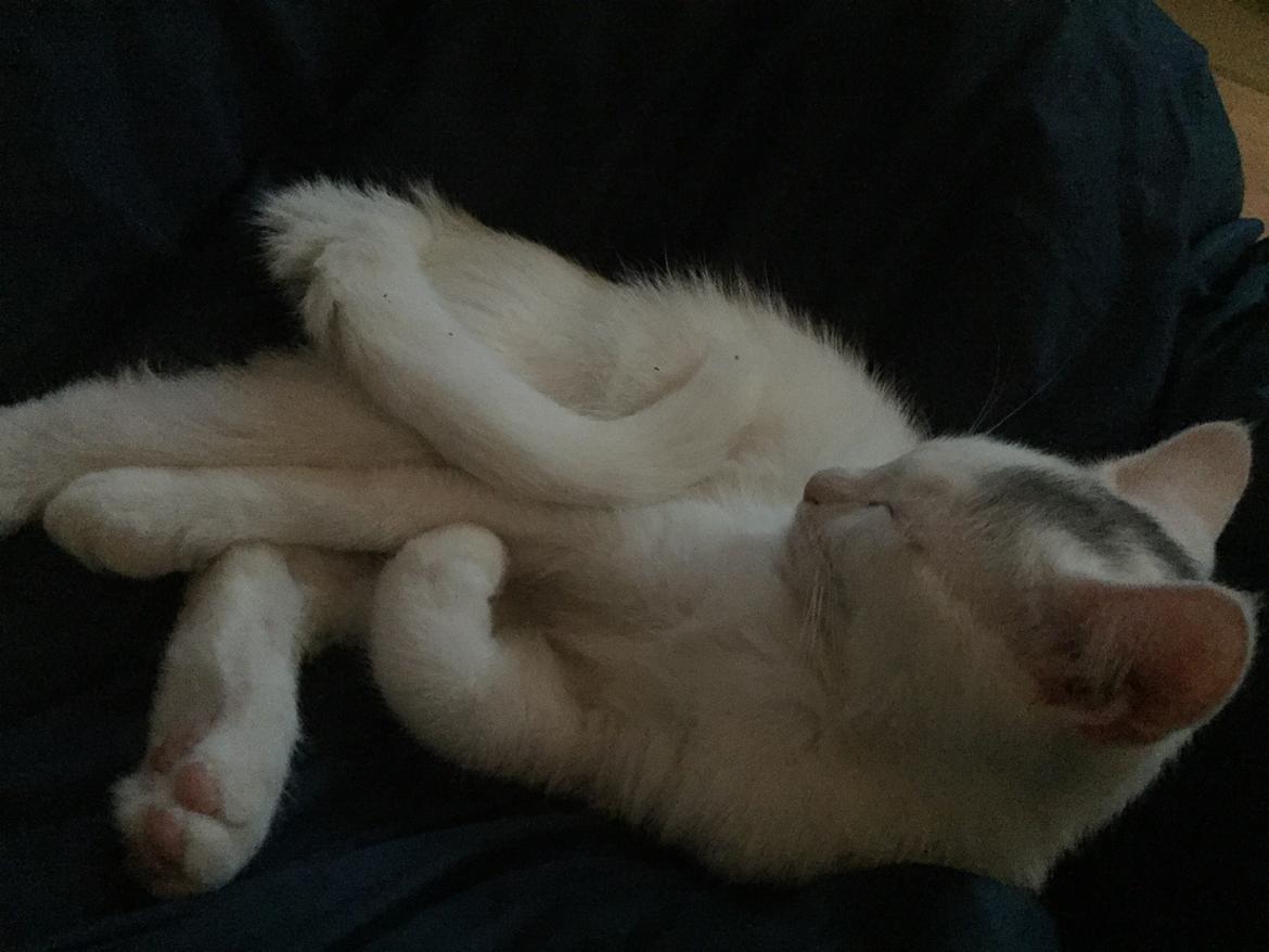 Huskat Vlad billede 4