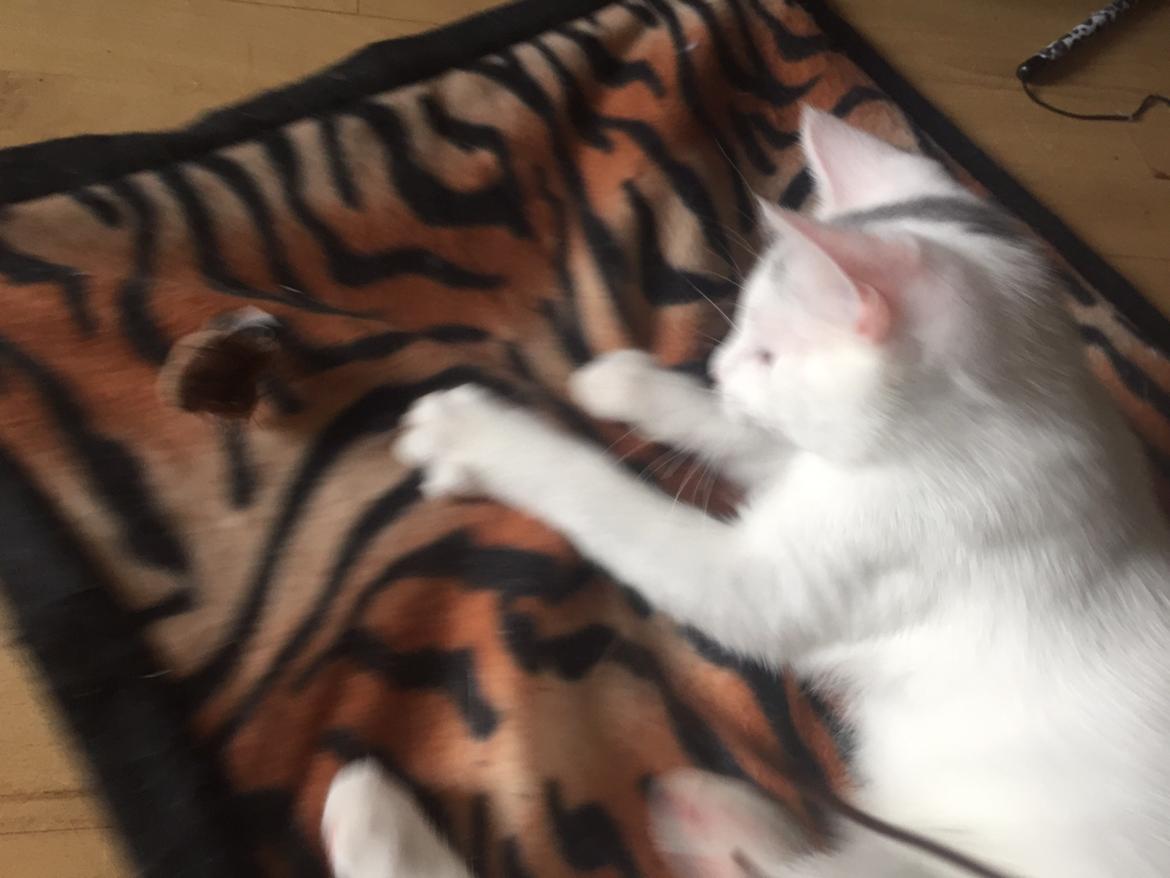 Huskat Vlad billede 3