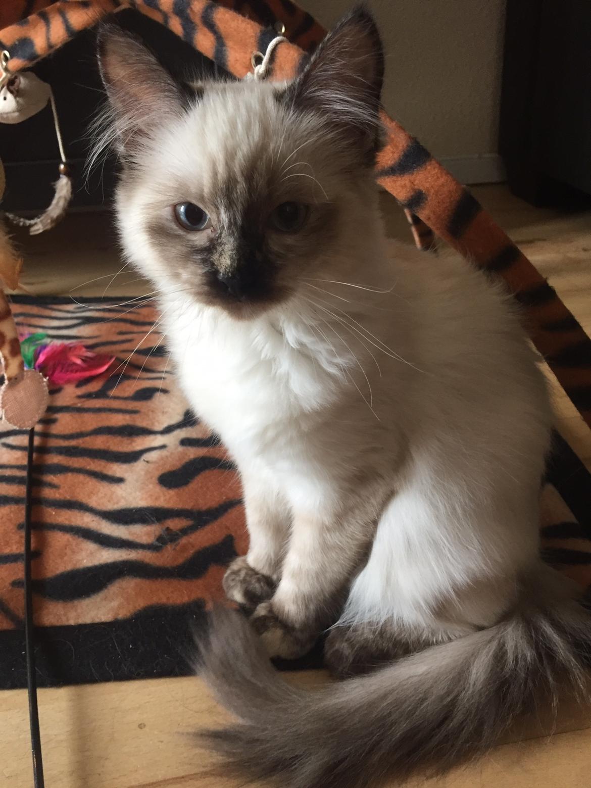 Blanding af racer Annabelle billede 5