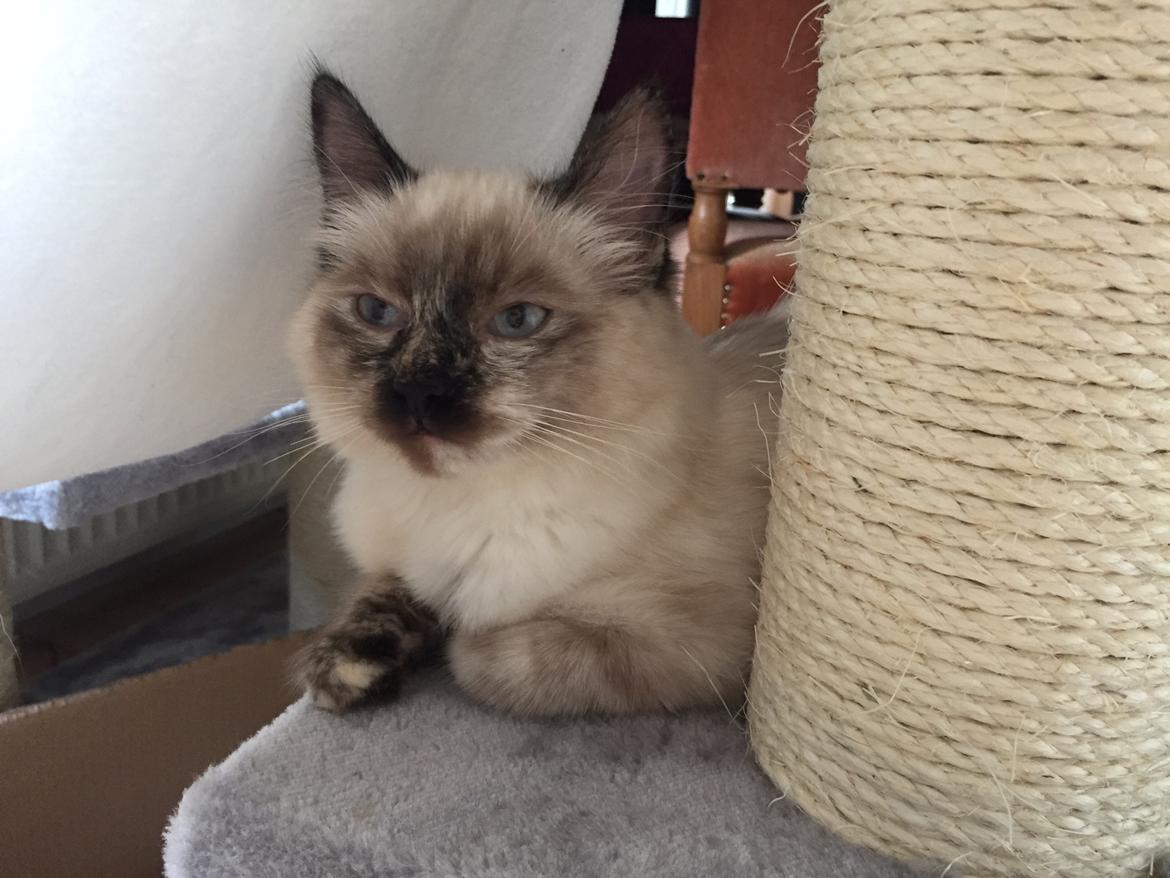 Blanding af racer Annabelle billede 7