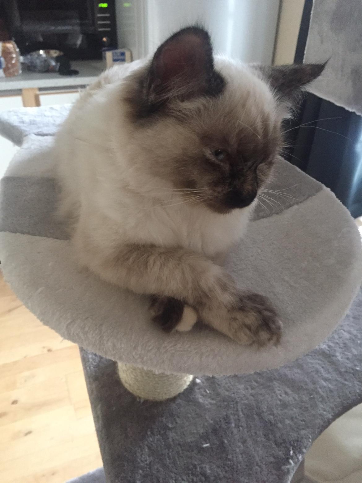 Blanding af racer Annabelle billede 8