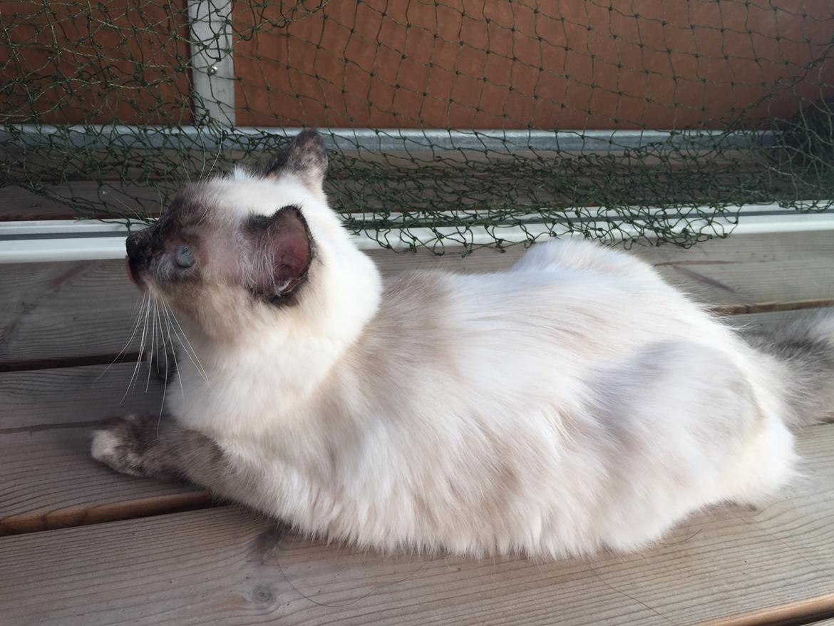 Blanding af racer Annabelle billede 10