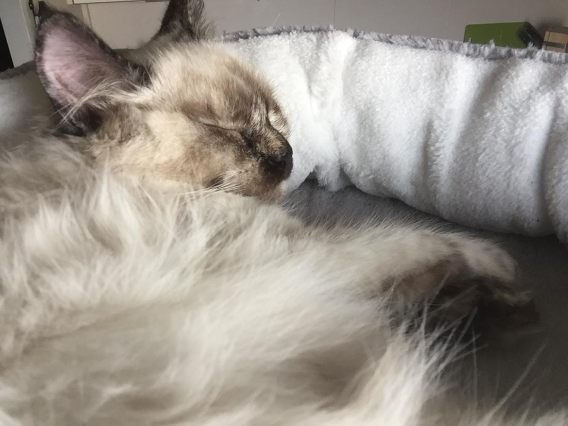 Blanding af racer Annabelle billede 11