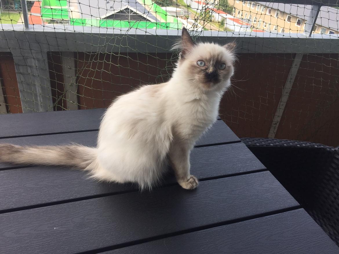 Blanding af racer Annabelle billede 2