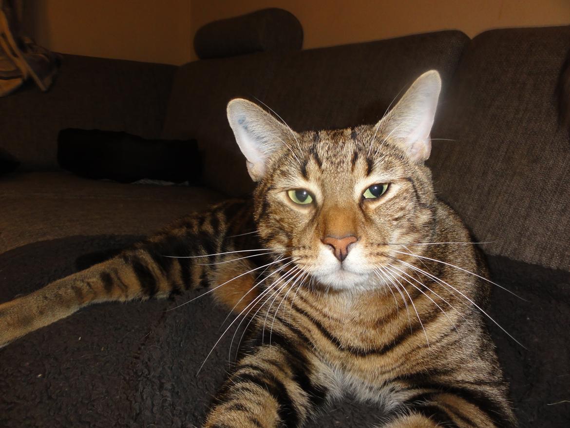 Huskat Mr. Tomiss billede 1