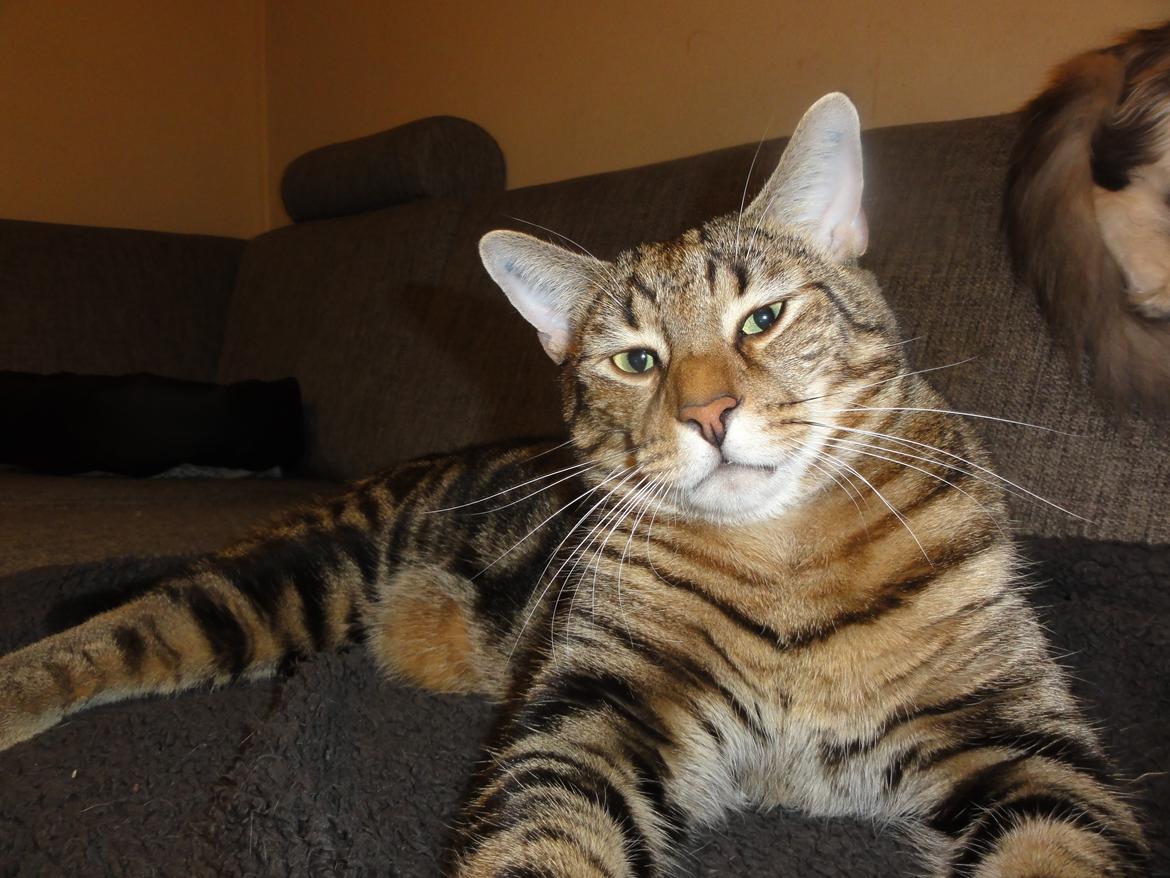 Huskat Mr. Tomiss billede 2