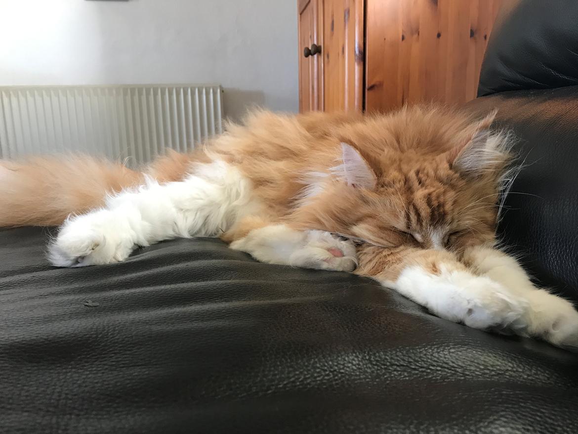 Maine Coon Timitas Danish Dynamite billede 21