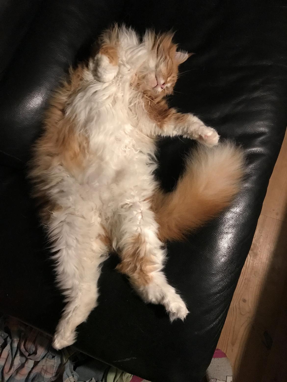 Maine Coon Timitas Danish Dynamite billede 23