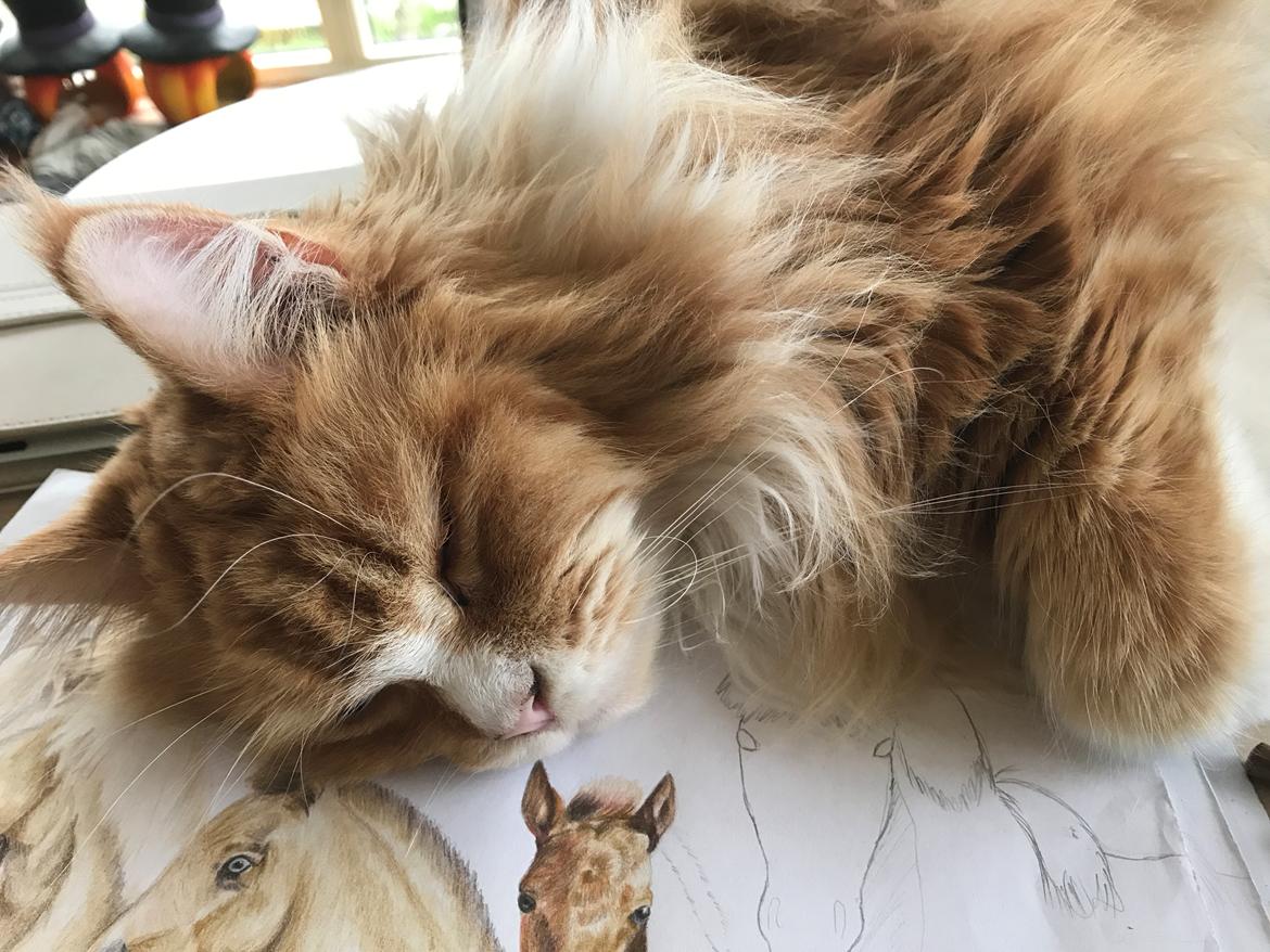 Maine Coon Timitas Danish Dynamite billede 24