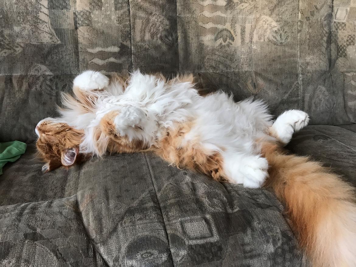 Maine Coon Timitas Danish Dynamite billede 22