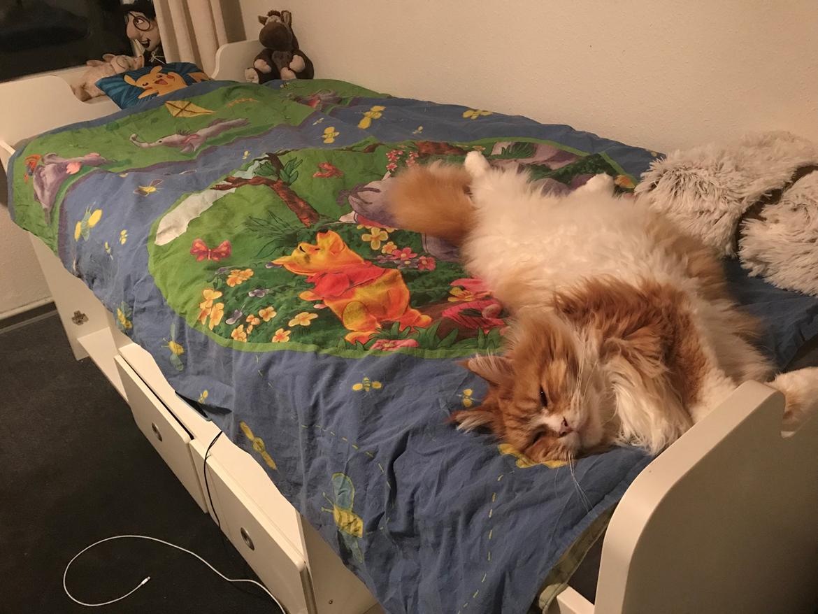 Maine Coon Timitas Danish Dynamite billede 26