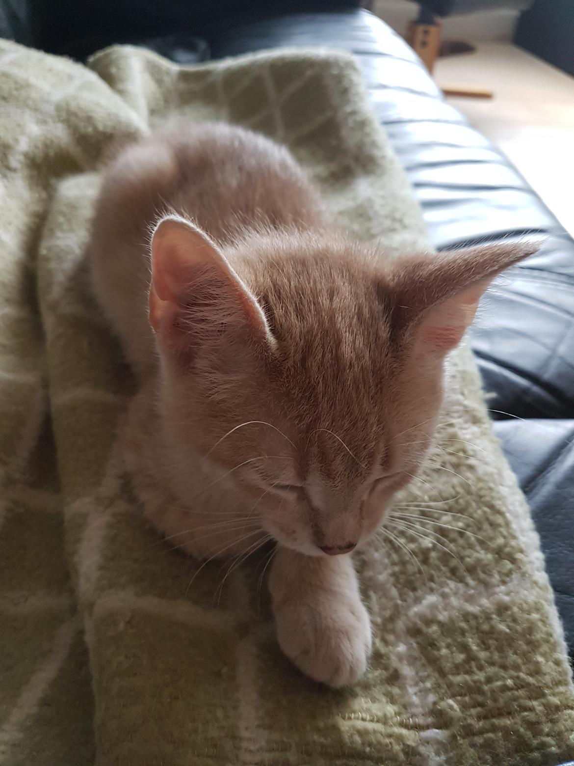 Huskat Prins knæk  billede 1