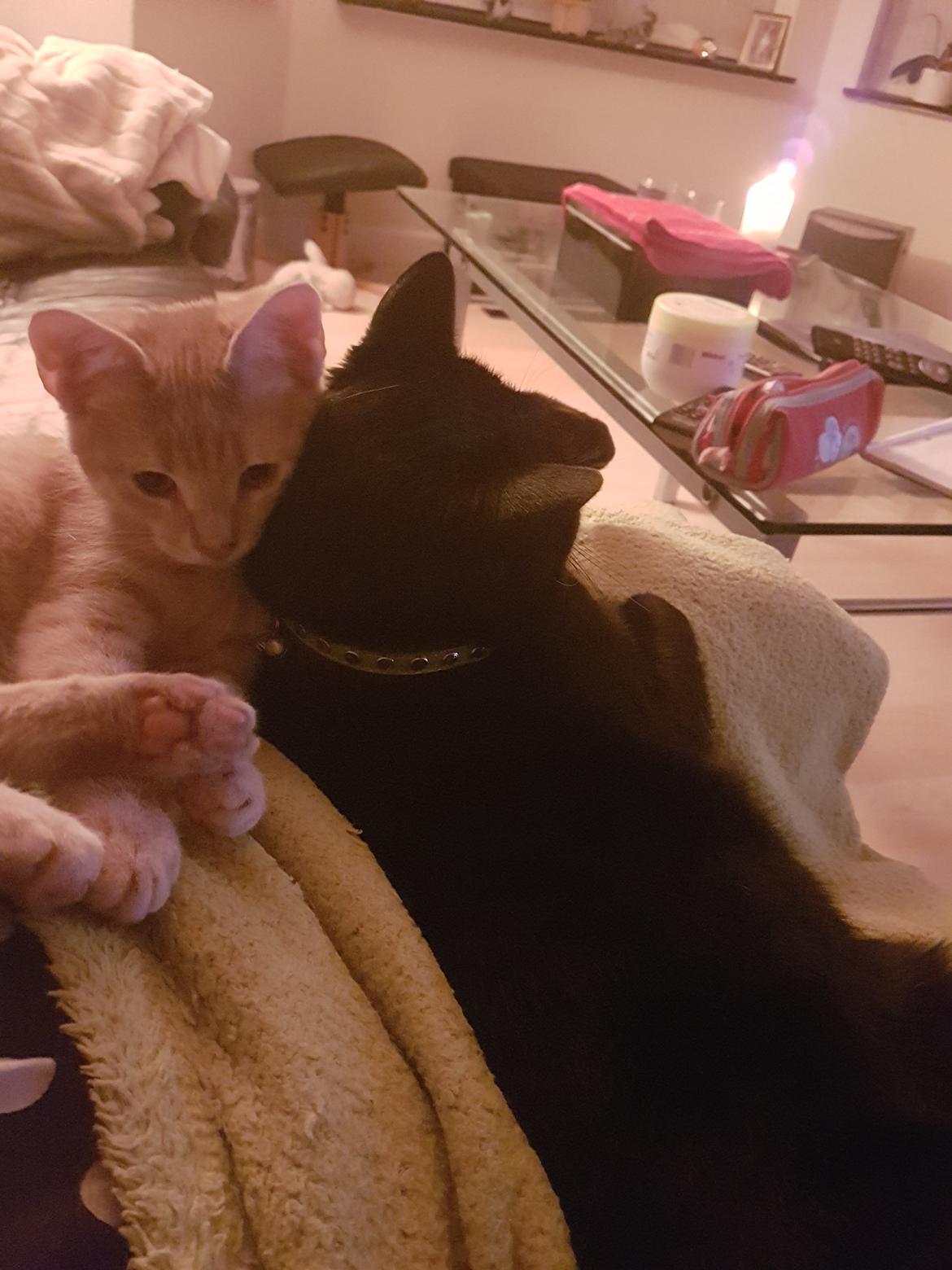 Huskat Prins knæk  billede 2