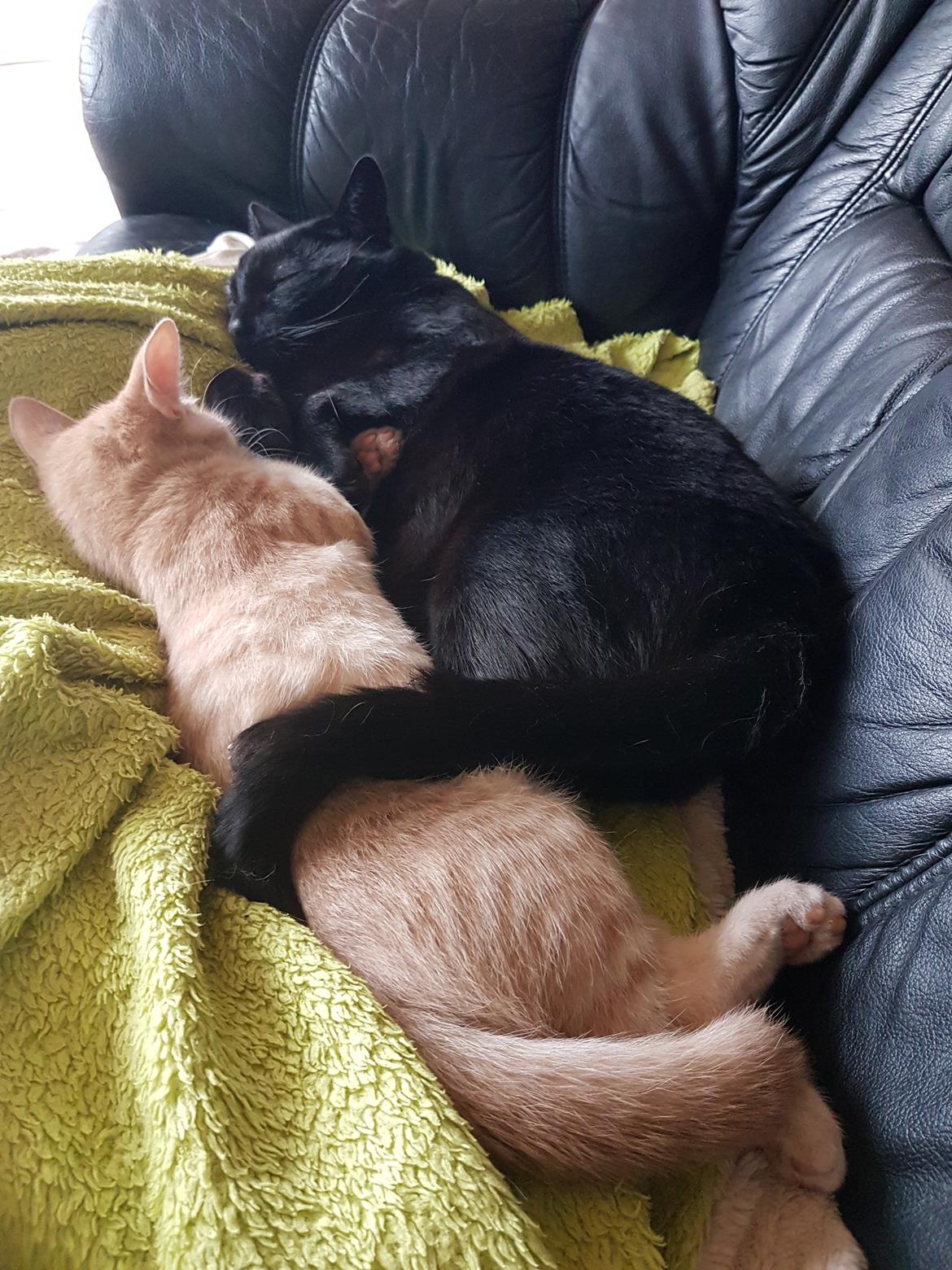 Huskat Prins knæk  - Prins og jack billede 3