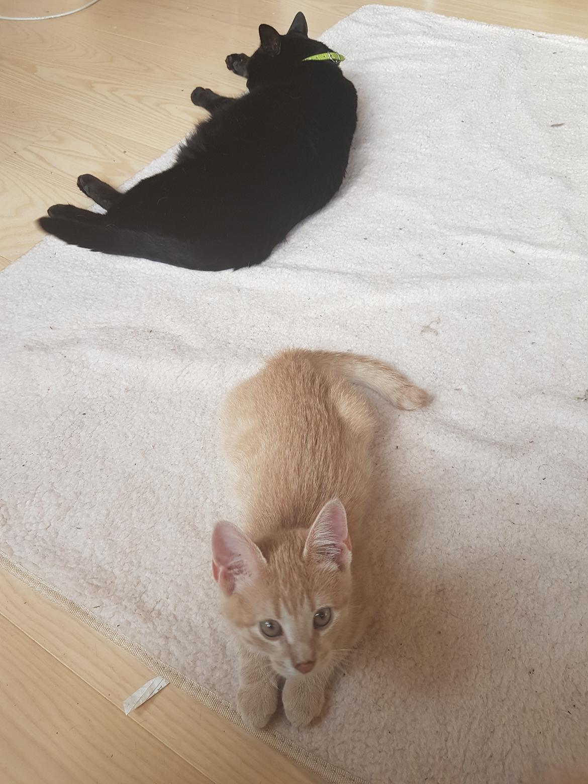 Huskat Prins knæk  billede 4