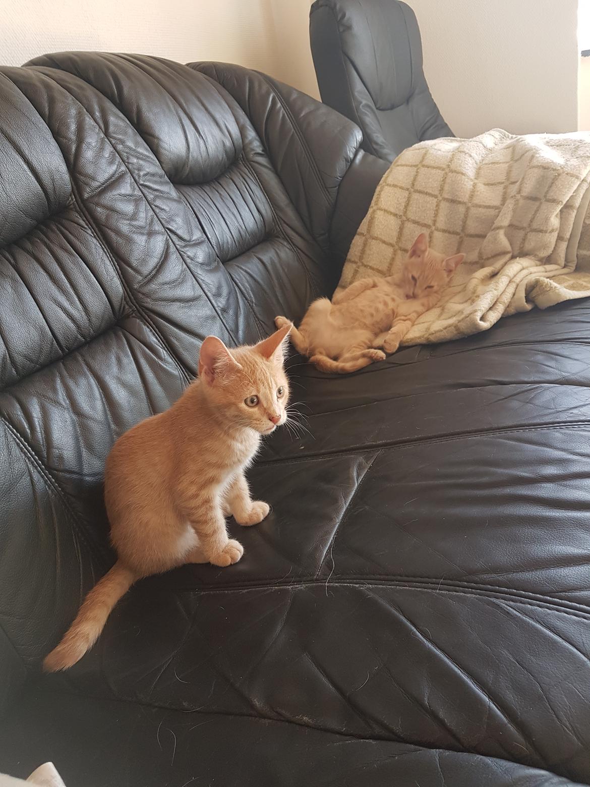 Huskat Prins knæk  billede 5