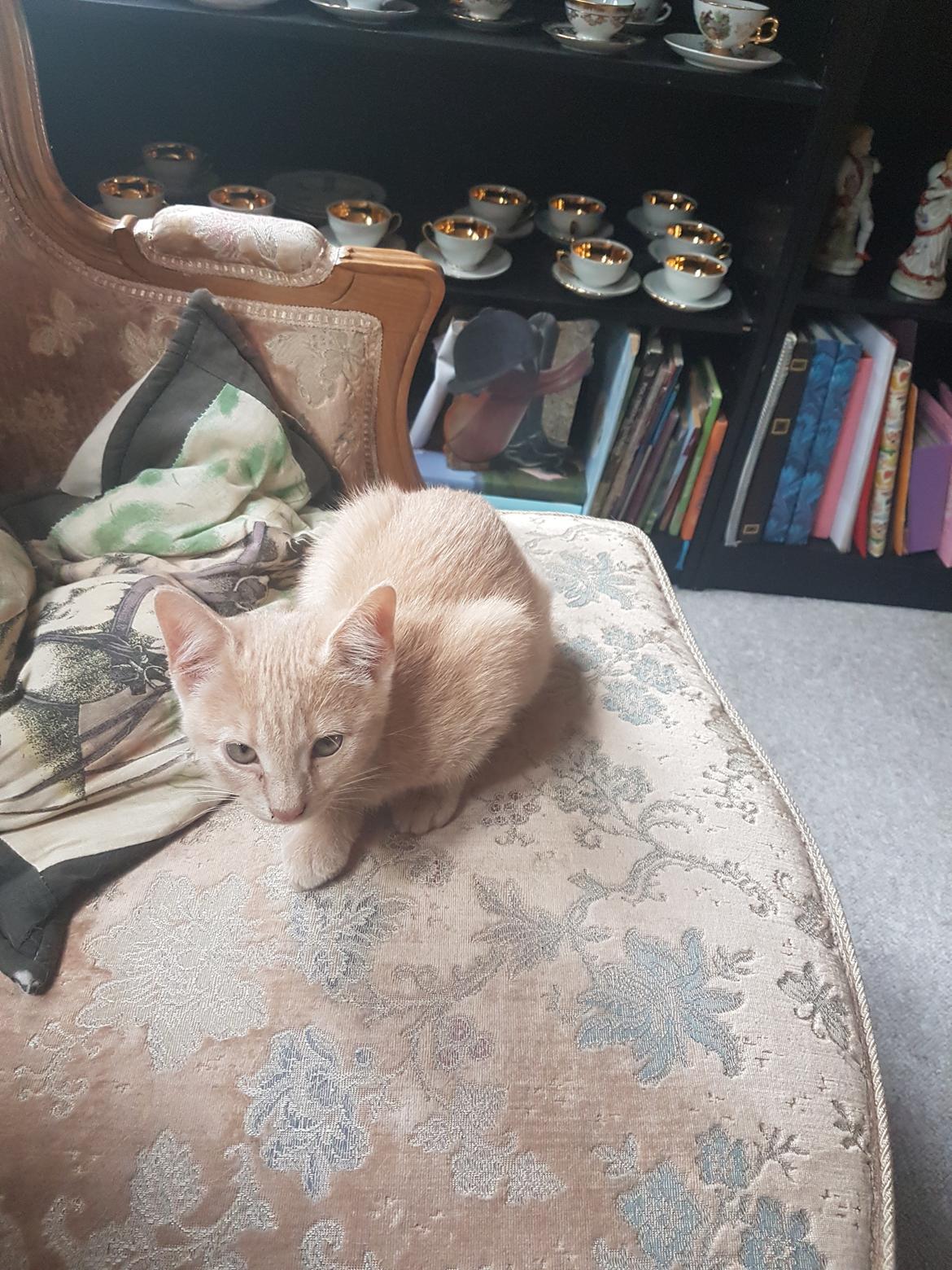 Huskat Prins knæk  billede 6