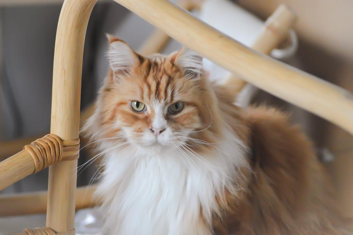 Maine Coon Timitas Danish Dynamite billede 27