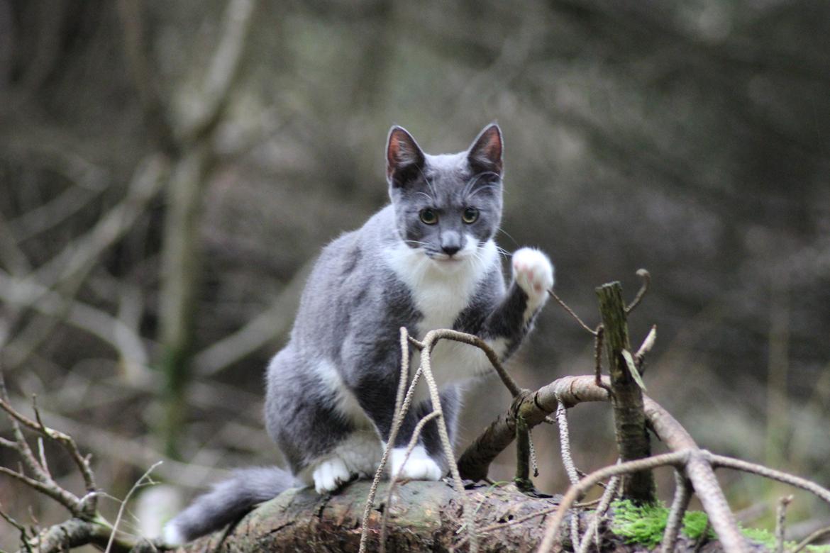 Huskat Hesselgaards Ash  (forsvundet)  billede 1