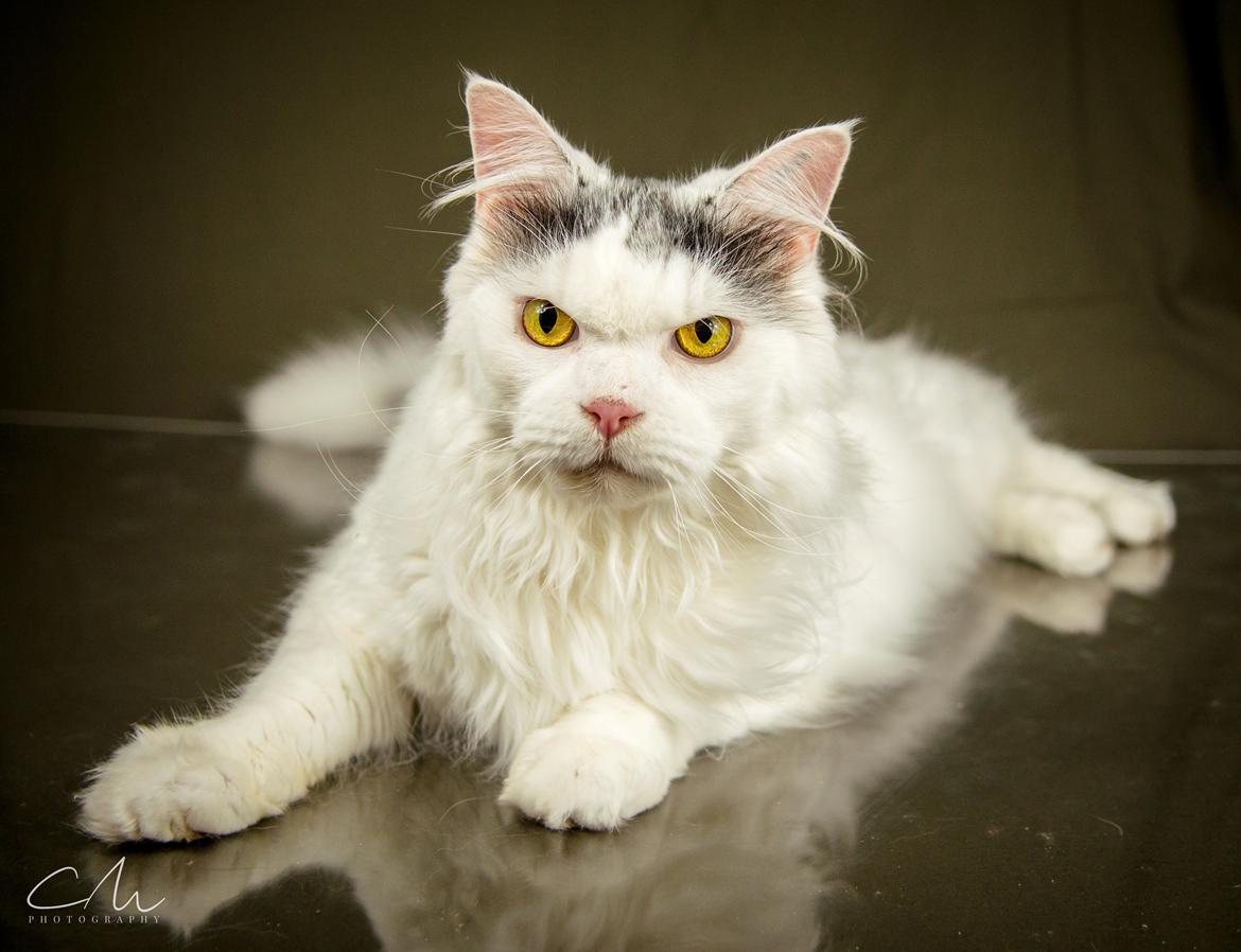 Blanding af racer Elvis billede 2