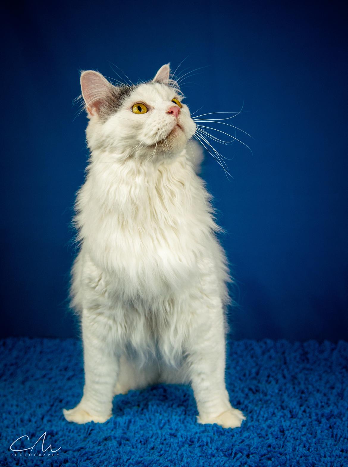 Blanding af racer Elvis billede 1