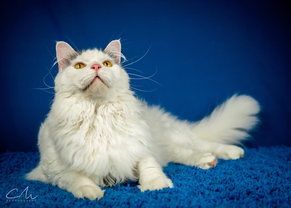 Blanding af racer Elvis billede 4