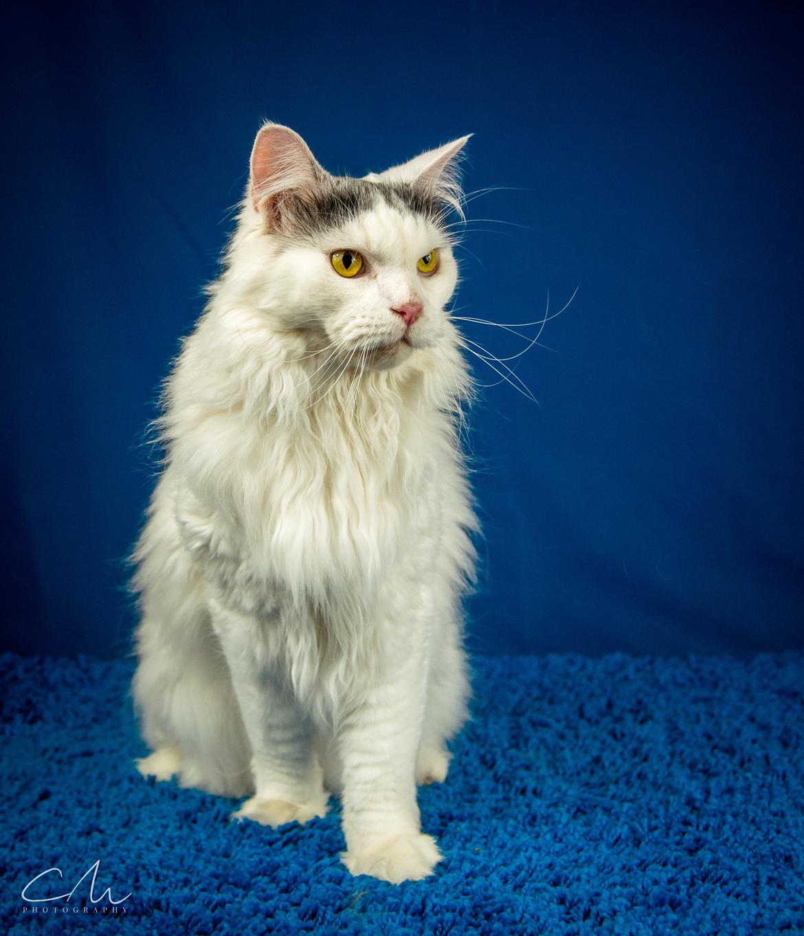 Blanding af racer Elvis billede 3